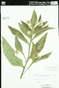 Media resource of Symphytum officinale