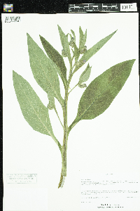 Symphytum officinale image