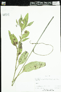 Symphytum officinale image