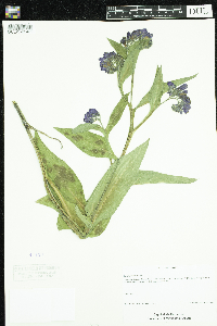 Symphytum officinale image