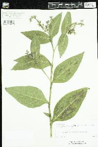 Symphytum officinale image