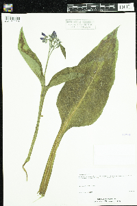 Symphytum officinale image