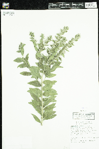 Onosmodium bejariense image