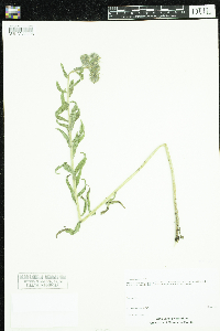 Onosmodium bejariense image