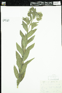Onosmodium bejariense image