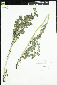 Onosmodium bejariense image