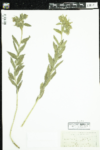 Onosmodium bejariense image