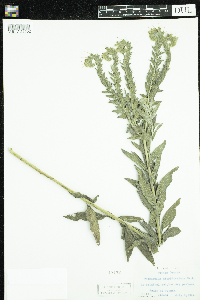 Onosmodium bejariense image