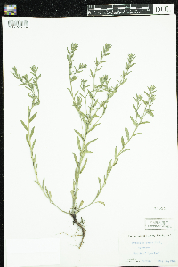 Myosotis verna image