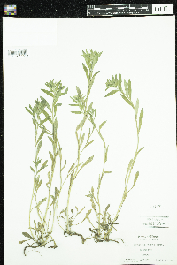 Myosotis verna image