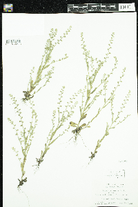 Myosotis verna image