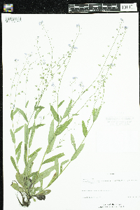 Myosotis sylvatica image