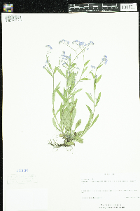 Myosotis sylvatica image
