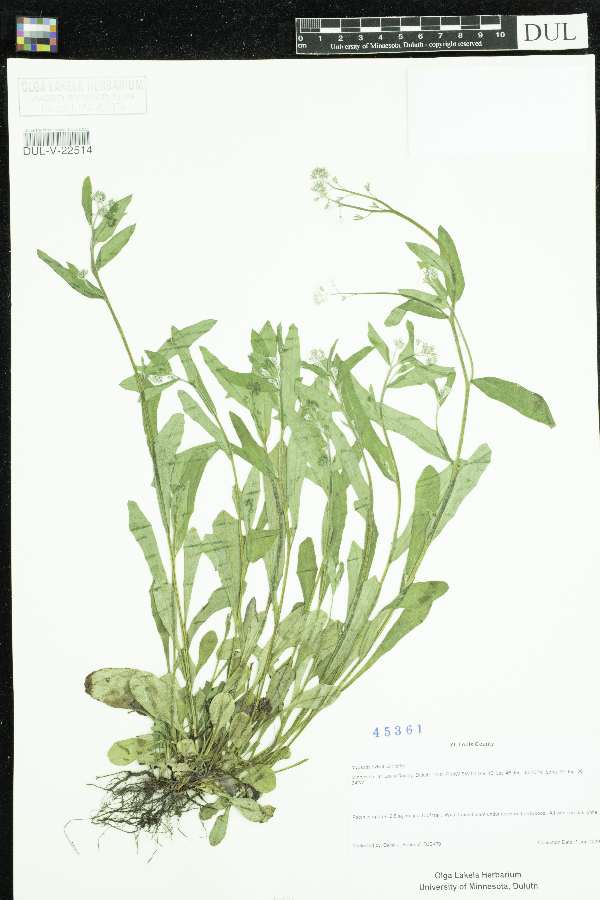 Myosotis sylvatica image