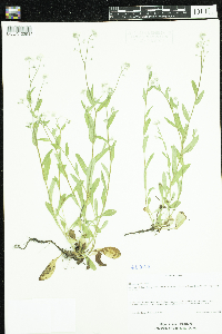 Myosotis sylvatica image