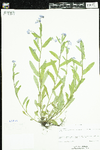 Myosotis sylvatica image