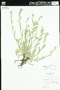 Myosotis sylvatica image