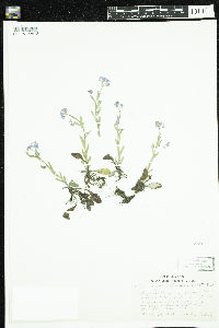 Myosotis sylvatica image