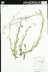 Myosotis scorpioides image