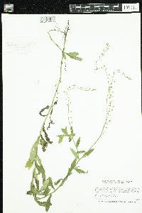 Myosotis scorpioides image