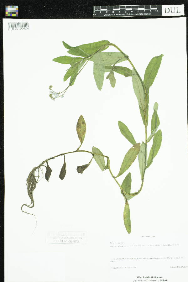 Myosotis scorpioides image