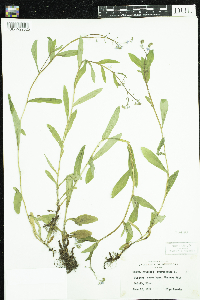 Myosotis scorpioides image