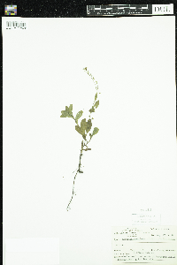 Myosotis scorpioides image