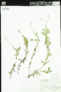 Myosotis scorpioides image