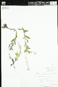 thumbnail image of current specimen