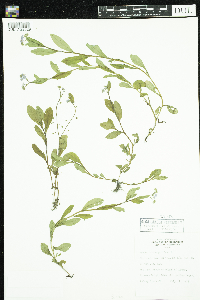 Myosotis scorpioides image