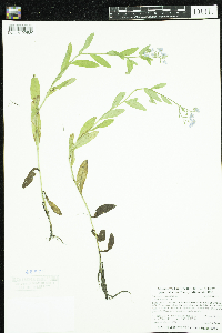 Myosotis scorpioides image