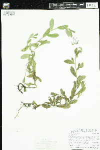 Myosotis scorpioides image