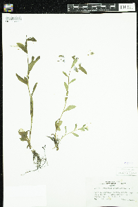 Myosotis scorpioides image