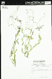 Myosotis scorpioides image