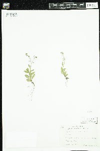 Thumbnail image of current specimen
