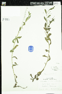 thumbnail image of current specimen
