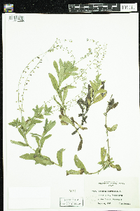 Myosotis scorpioides image