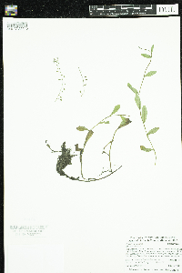 Thumbnail image of current specimen