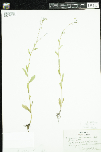 Myosotis laxa image