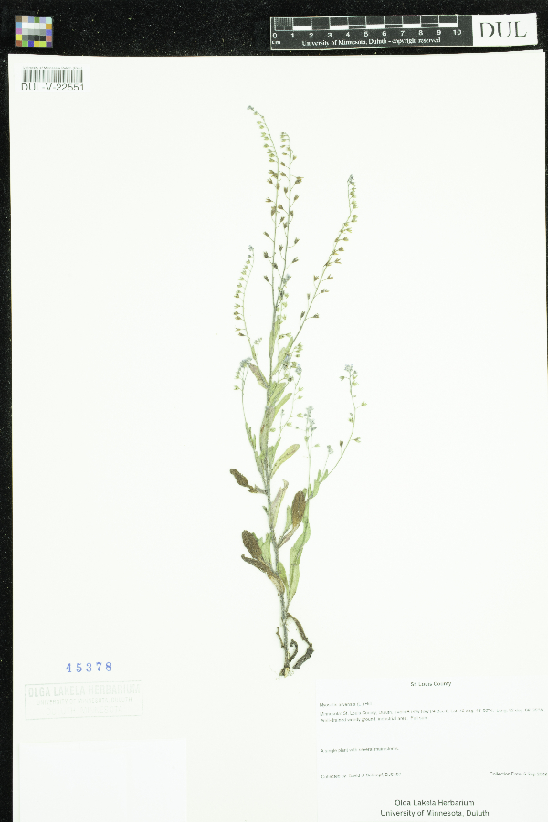 Myosotis arvensis image