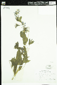 Image Associated With the Occurence