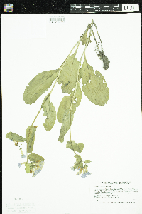 Mertensia virginica image