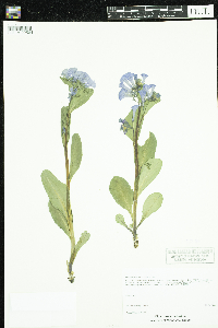 Mertensia virginica image