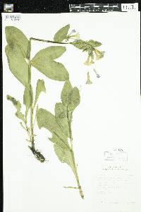 Mertensia virginica image