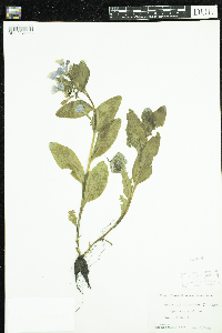 Mertensia virginica image