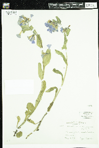 Mertensia virginica image
