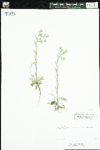 Media resource of Buglossoides arvensis