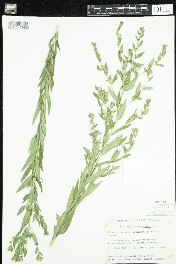 Lithospermum officinale image