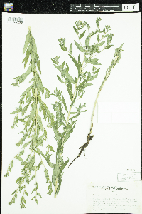 Lithospermum officinale image