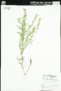 Media resource of Lithospermum multiflorum
